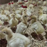 جوجه ۱ روزه بوقلمون