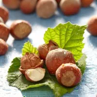 عرضه نهال فندق فرتیل دوکاتارد پربار|خدمات باغبانی و درختکاری|قروه, |دیوار