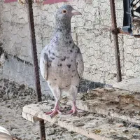 کبوتر گلی ماده جوان