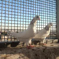 کبوتر سفید بی کاکل