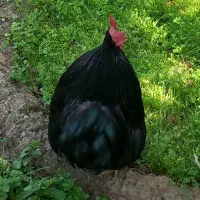 خروس کوشین و جوجه