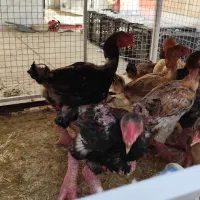 مرغ و خروس امرکانا|حیوانات مزرعه|تهران, فلسطین (میدان انقلاب)|دیوار