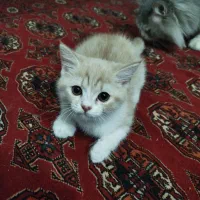 بچه گربه|گربه|مشهد, شهرآرا|دیوار