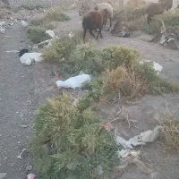 گوسفند و بزغاله|حیوانات مزرعه|خواجه, |دیوار