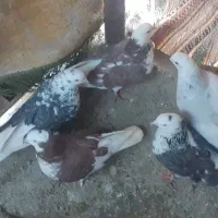 کبوتر فروشی