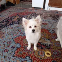 سگ سفید نر|سگ|ورامین, ورامین|دیوار