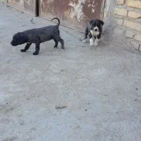 حیوانات|سگ|بیلوار, |دیوار