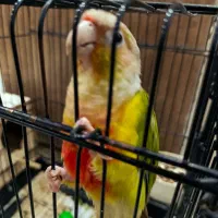 طوطی گیرینچیک|پرنده|تهران, دستغیب|دیوار