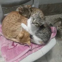 حمایت از گربه ها(سرپرستی)