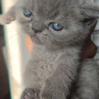 گربه اسکاتیش و پرشین