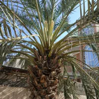 گرد افشانی بو وتمیز کردن نخل کنگان