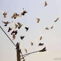 یک کبوتر یهودی کاملا هوایی 300هزار لنگ دراز