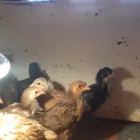 جوجه یک ماهه|حیوانات مزرعه|رشت, شهرک آیت الله منتظری|دیوار