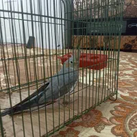 عروس هلندی|پرنده|پاکدشت, پاکدشت (مامازند)|دیوار