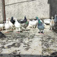 دسته 21عددی دورگ پلاکی