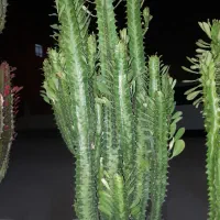 افوربیا در انواع مختلف و نخل ماداگاسکار|گل و گیاه طبیعی|کرمانشاه, |دیوار