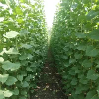 نهال صنوبر با ریشه سالم و گارانتی رشد تضمینی|خدمات باغبانی و درختکاری|خرمدره, |دیوار