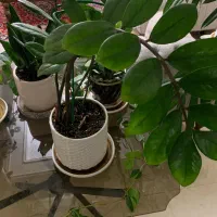 گل و گلدون|گل و گیاه طبیعی|تهران, سازمان برنامه شمالی|دیوار
