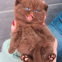 مجموعه گربه های اشرافی (پرشین بریتیش اسکاتیش)|گربه|تهران, پونک|دیوار