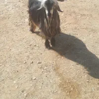 یک بعده داشتی برای فروش