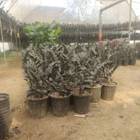 فروش زاموفیلیا|گل و گیاه طبیعی|گلوگاه بابل (گلیا), |دیوار