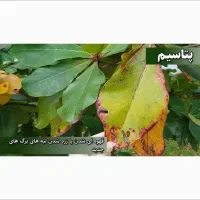 محصولات سبوسیب اسیدهیومیک محرک رشد|گل و گیاه طبیعی|شیراز, دباغ خانه|دیوار