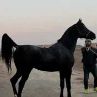 اگزوزی سراسر سیستان