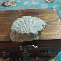 فسیل صدف و شجر قدمت میلیون ساله
