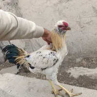 خروس لاری،مرغ،خروس،جوجه|حیوانات مزرعه|شهریار, شهرک امیریه|دیوار