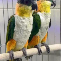 طوطی کایک|پرنده|شیراز, لب آب|دیوار