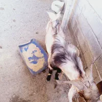 4عدد بز ویک پاچن|حیوانات مزرعه|چابهار, |دیوار