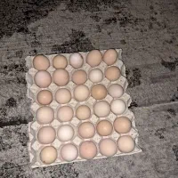 تخم مرغ محلی
