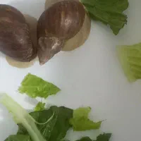 حلزون|خزنده|دورود, |دیوار