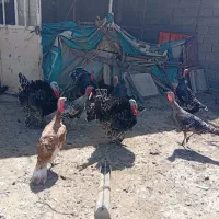 مرغ و خروس و بوقلمون و جوجه بوقلمون/ اردک/ بلدرچین