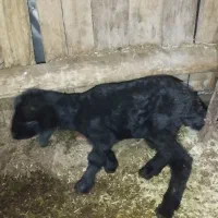 بره ماده قره 7روزه