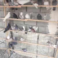 کفتر|پرنده|ماکو, |دیوار