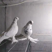 فروش ۱ جفت کبوتر  لانگ فیس و ۱ جفت نوک ریز|پرنده|بروجن, |دیوار
