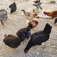 مرغ‌وخروس‌محلی|حیوانات مزرعه|بندر گناوه, |دیوار