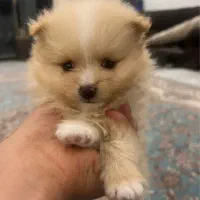 واگذاری پامر خرسی به شرط عکس فیلم