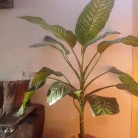 گل خانگی|گل و گیاه طبیعی|کوهدشت, |دیوار