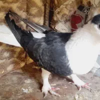 یوغ نر|پرنده|بم, |دیوار