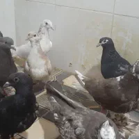 ۹عددکبوتردم سفید توشون