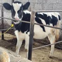 دو راس تلیسه هلشتاین نژاد شیری (لیشه)|حیوانات مزرعه|رشت, سعدی (تختی)|دیوار