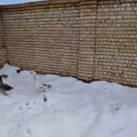 غاز نر|حیوانات مزرعه|نیشابور, میدون بار|دیوار