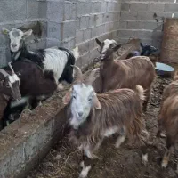 بزهای جوان چاق و چله از ۲۵ کیلو تا ۴۰ کیلو گوسفند