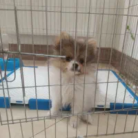 فروش توله سگ پامر خرسی یا معاوضه|سگ|برخوار, |دیوار