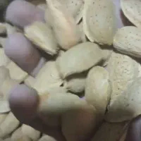 درخت بادام شیرین