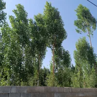 فروش زمین باغی و طرح هادی