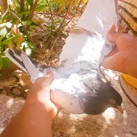 کبوتر|پرنده|اهواز, پردیس|دیوار