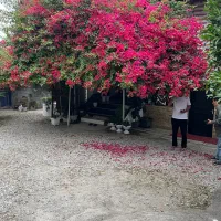 اجاره ب روزانه و هفتگی سوییت